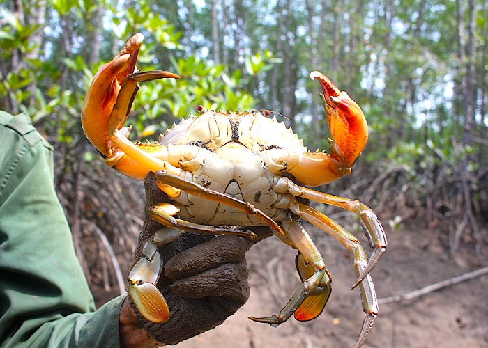cua ca mau