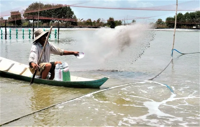 Ảnh hưởng của mùa mưa đến ao nuôi tôm thương phẩm