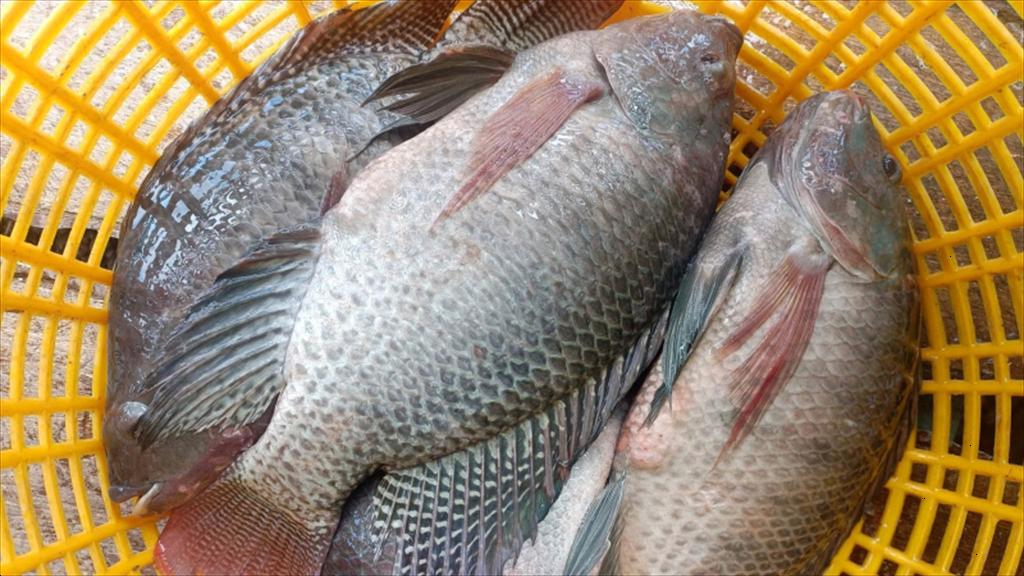 Loại cá xưa nay nhà nào cũng biết, nhiều thịt, ít xương dăm: Bán đầy chợ Việt chỉ 40.000–60.000 đồng/kg, 100g chứa tới 26g protein
